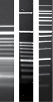Agarose 11407.jpg